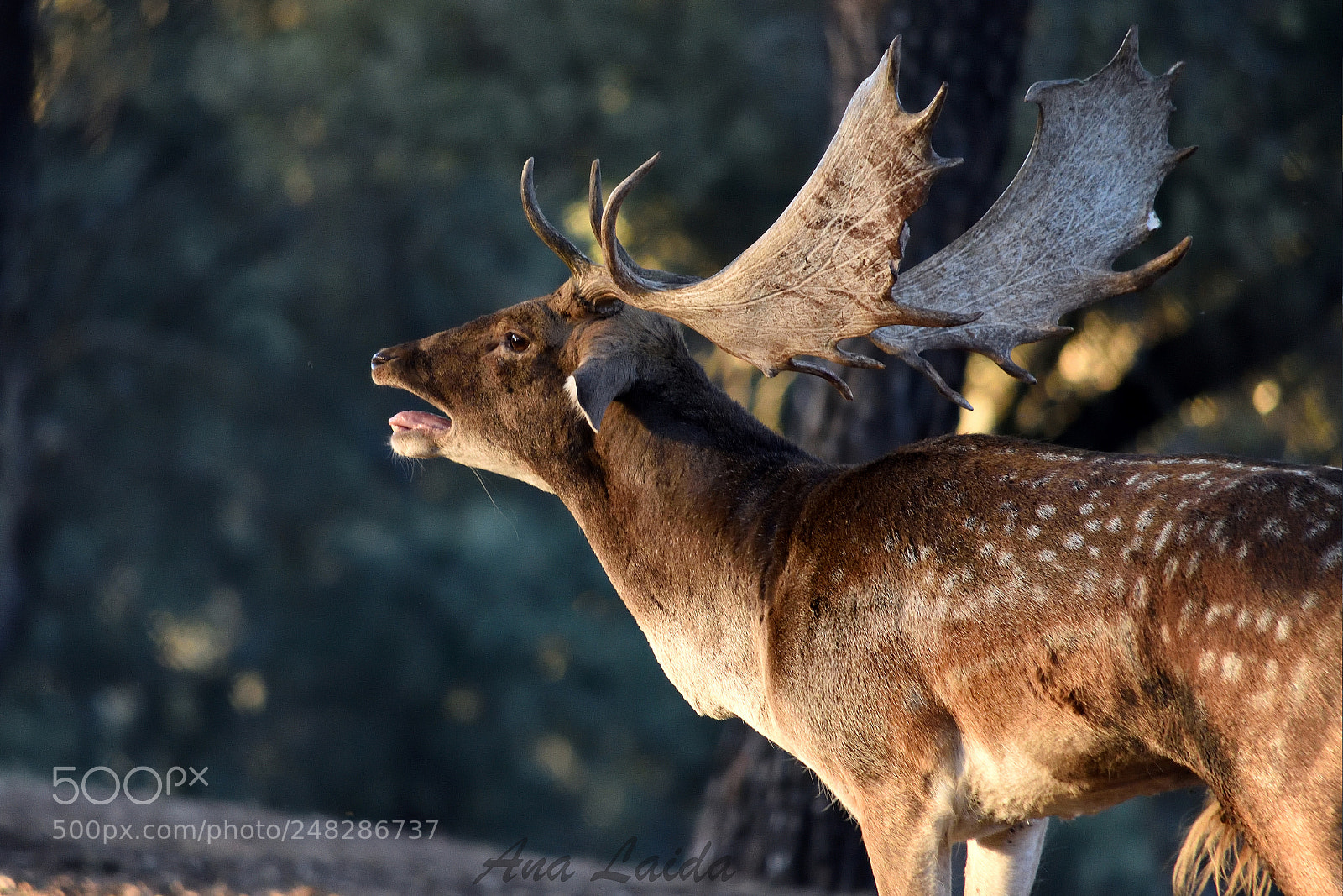 Nikon D7200 sample photo. Autumn photography