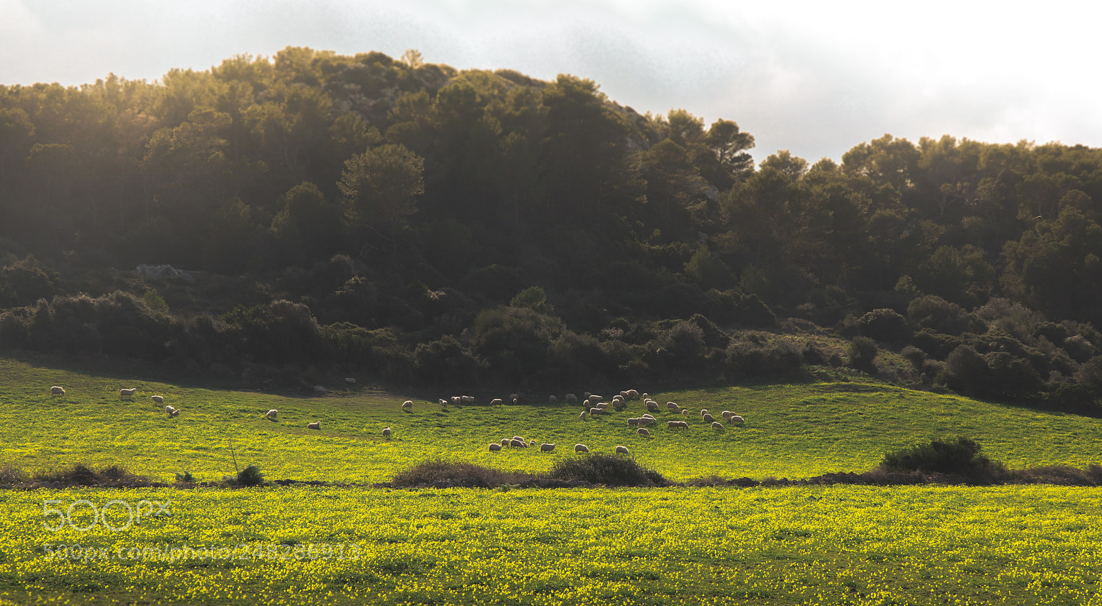 Canon EOS 77D (EOS 9000D / EOS 770D) sample photo. Sheeps on field photography