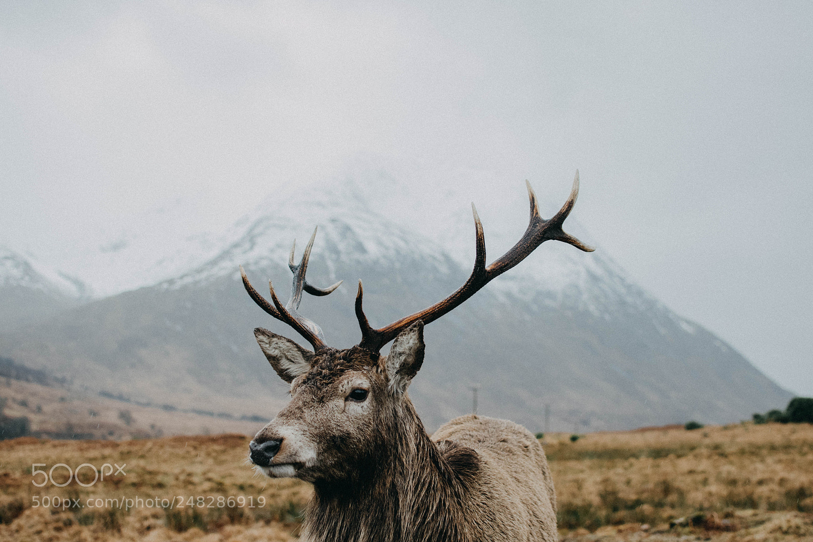 Nikon D810 sample photo. Majestic stag photography