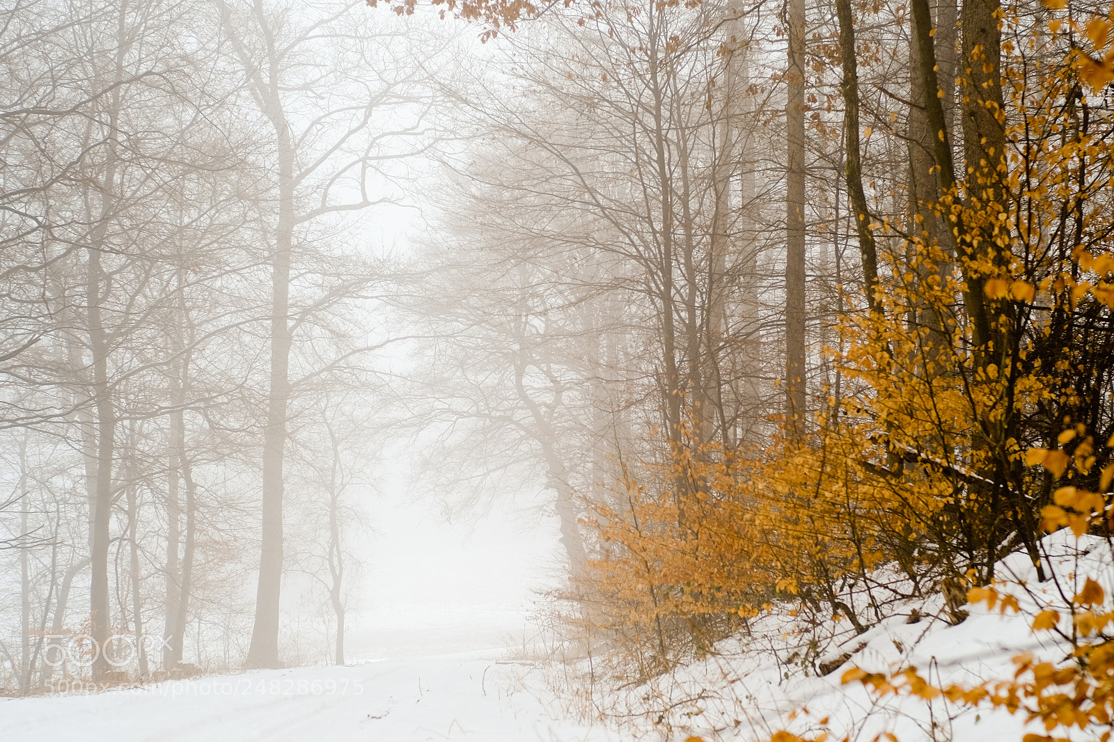 Fujifilm X-T1 sample photo. Fog and snow photography