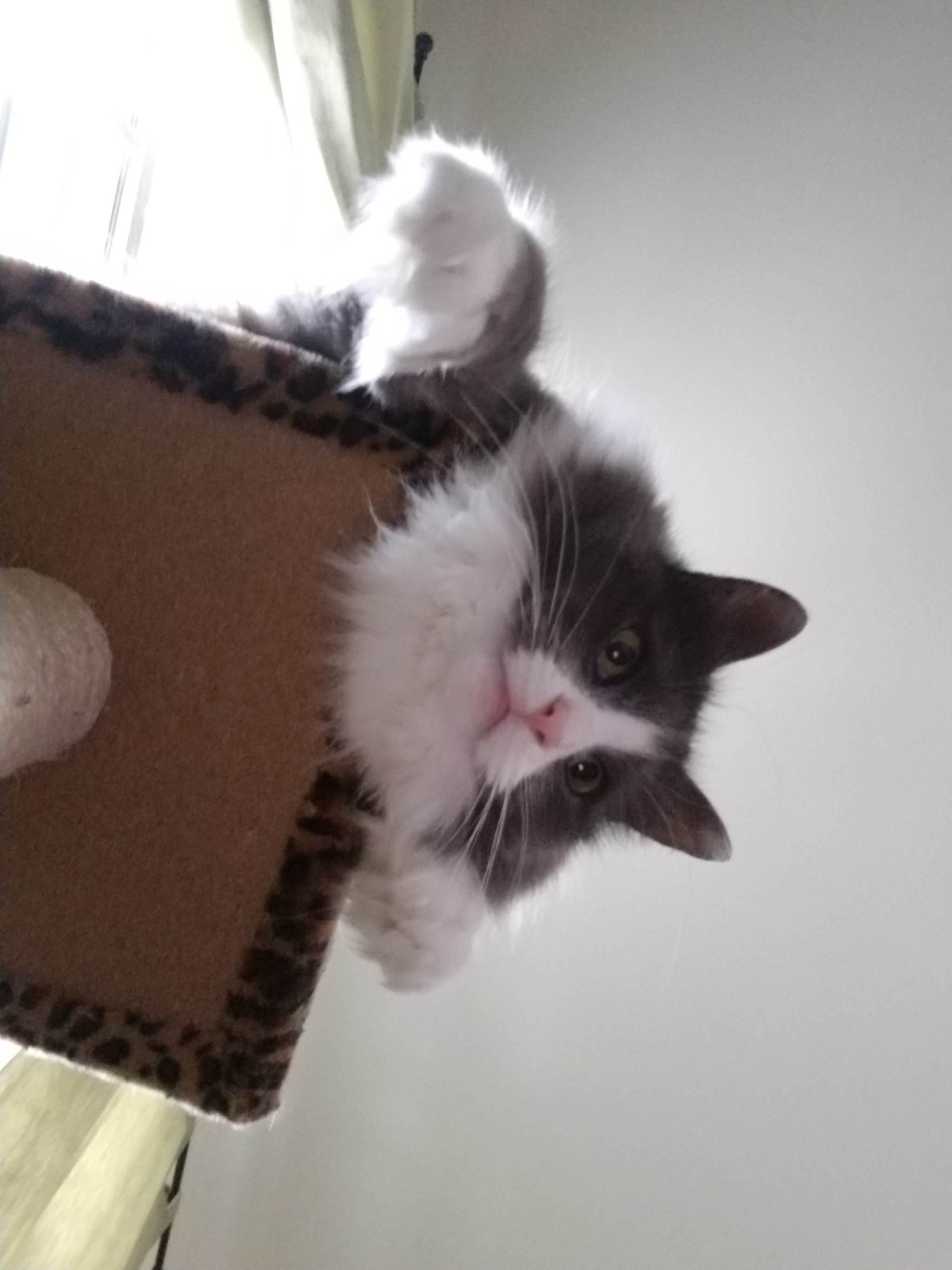 Samsung Galaxy S8 Active sample photo. Silly cat photography