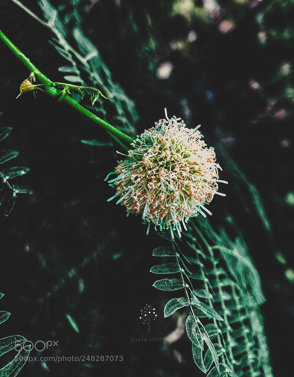 Apple iPhone X sample photo. Untitled photography