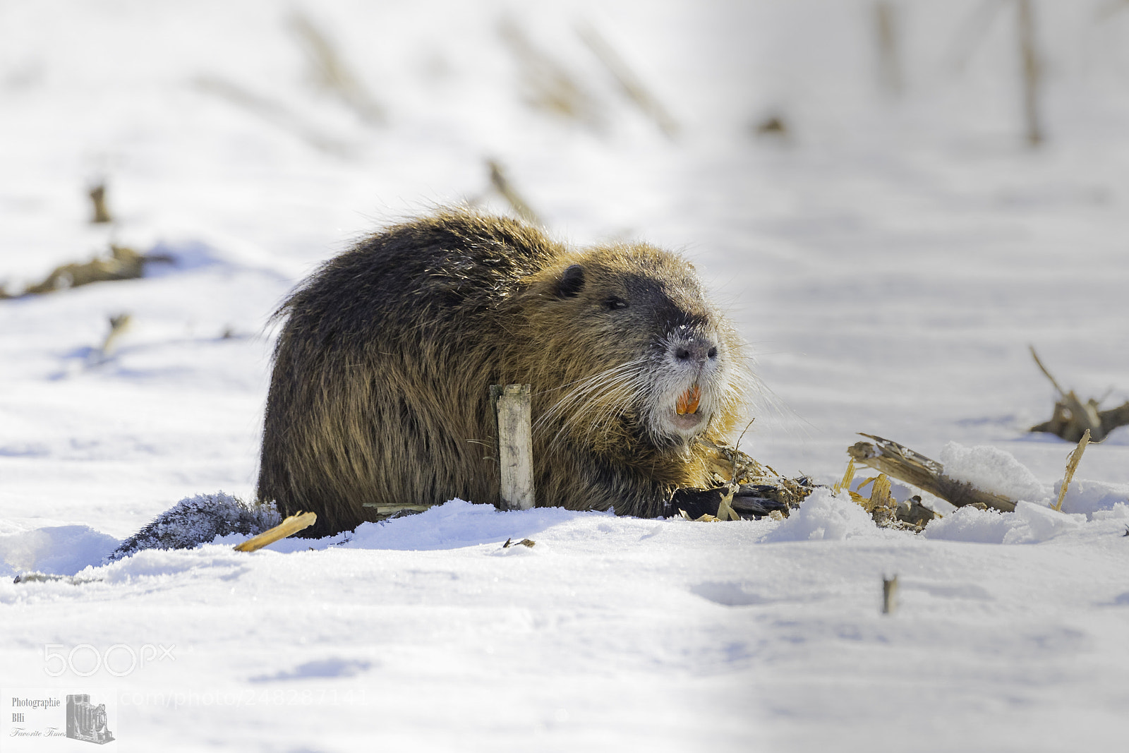 Canon EOS-1D X Mark II sample photo. Nutria photography