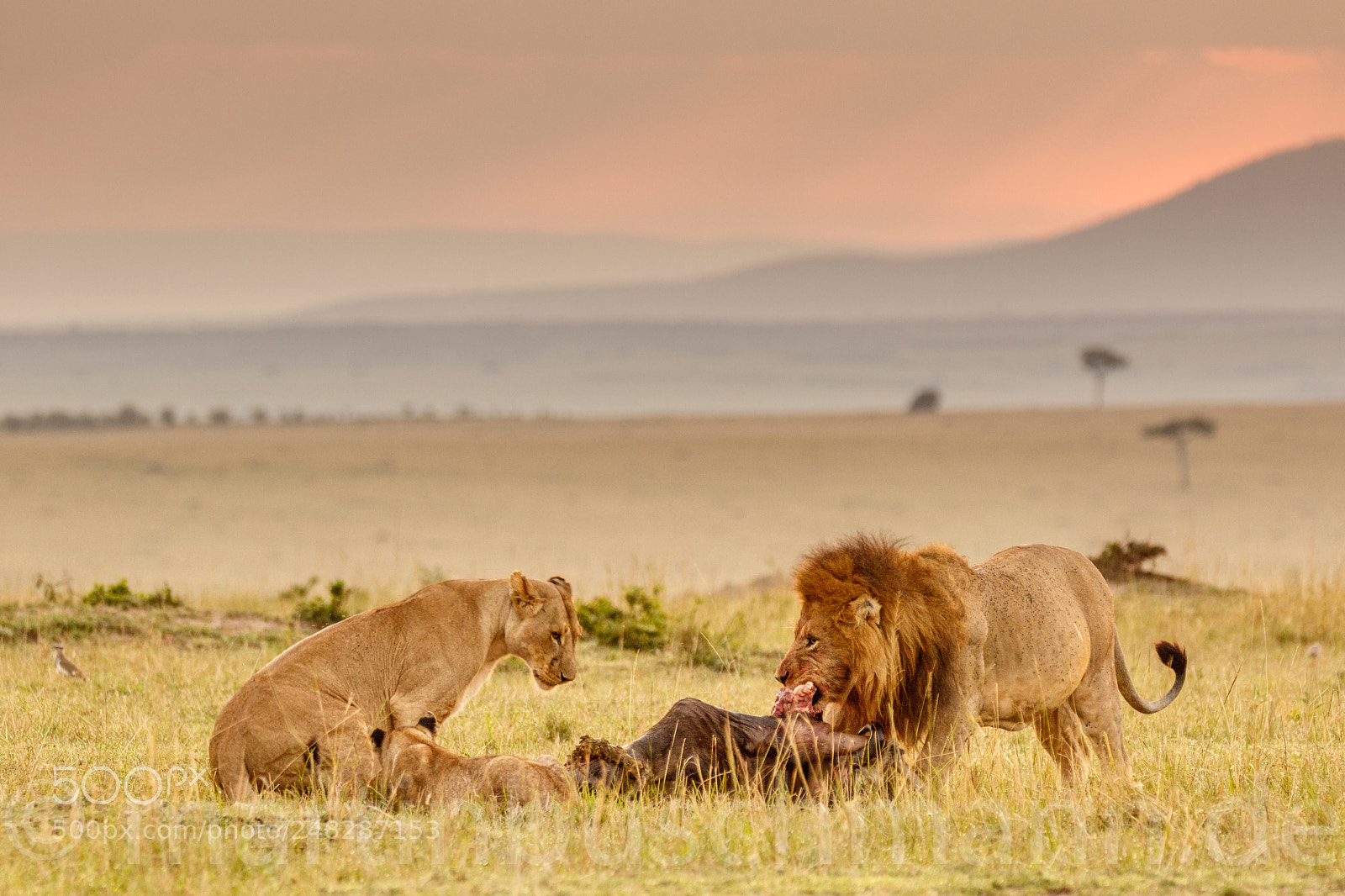 Canon EOS 7D Mark II sample photo. Lions breakfast photography