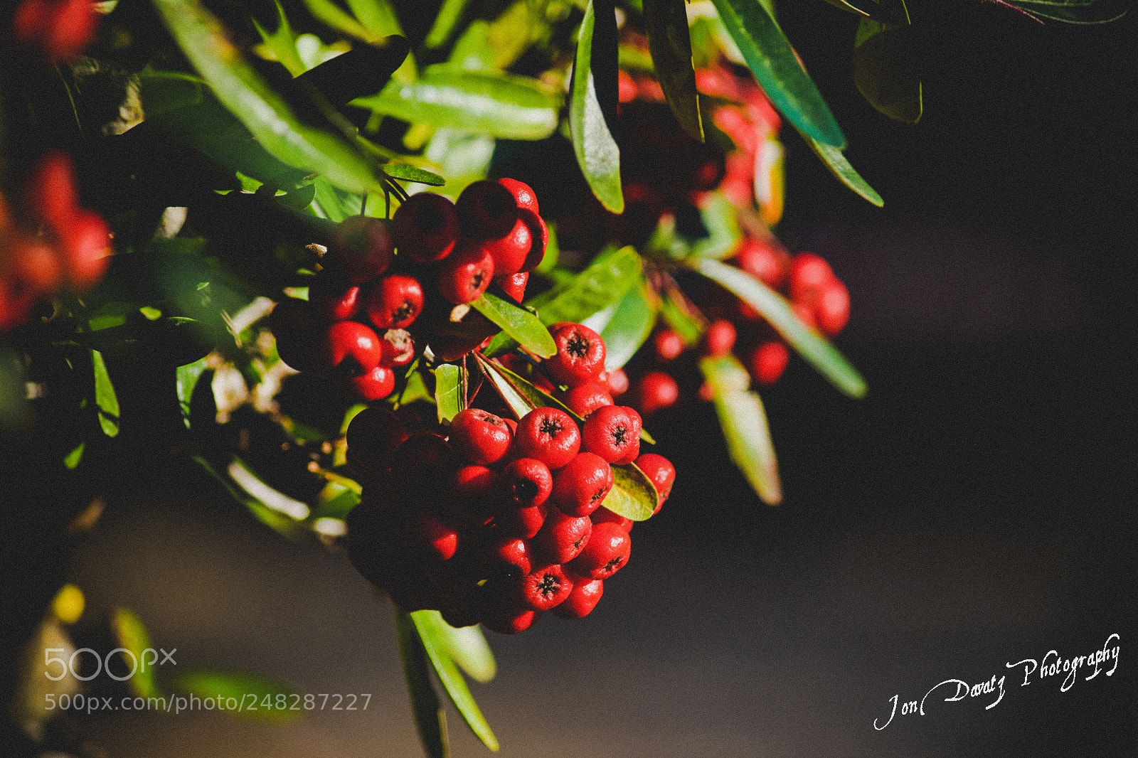 Nikon D5300 sample photo. Winerberry holly photography