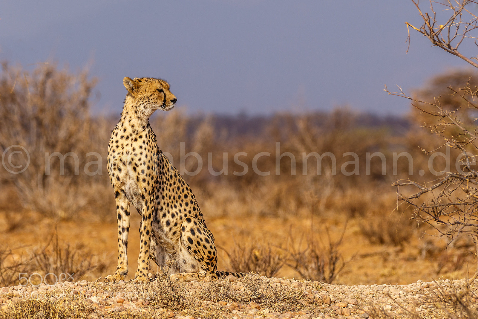 Canon EOS 7D Mark II sample photo. Cheetah looking around photography
