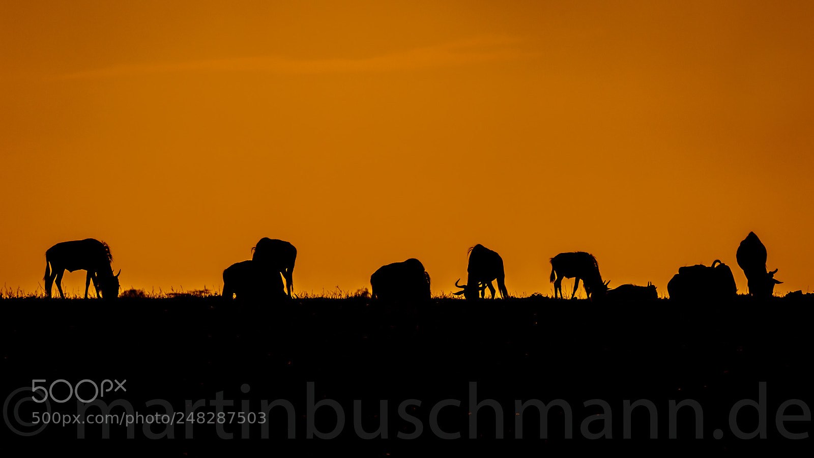 Canon EOS 7D Mark II sample photo. Wildebeest and sunset photography