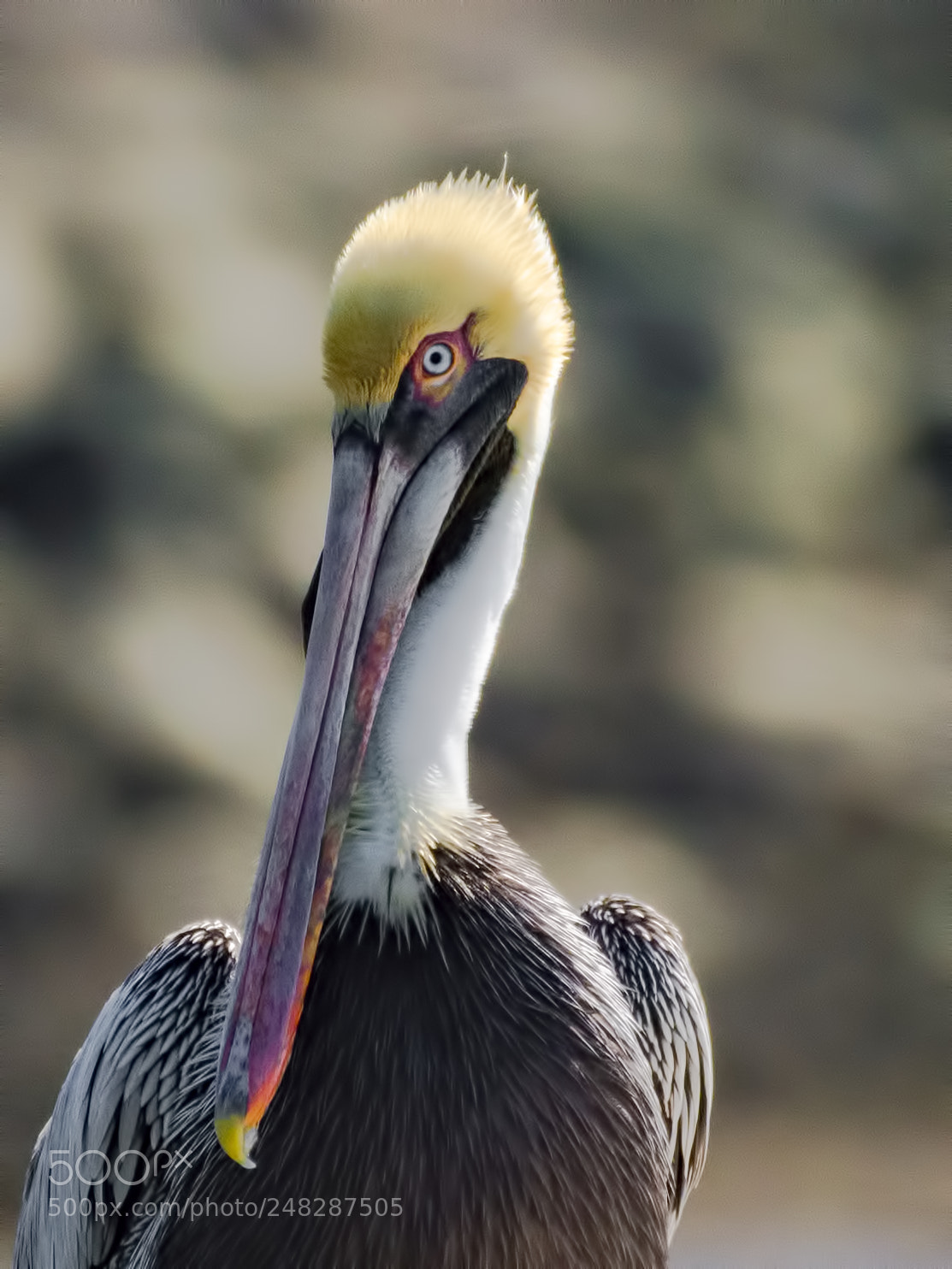 Nikon D7200 sample photo. Brown pelican photography