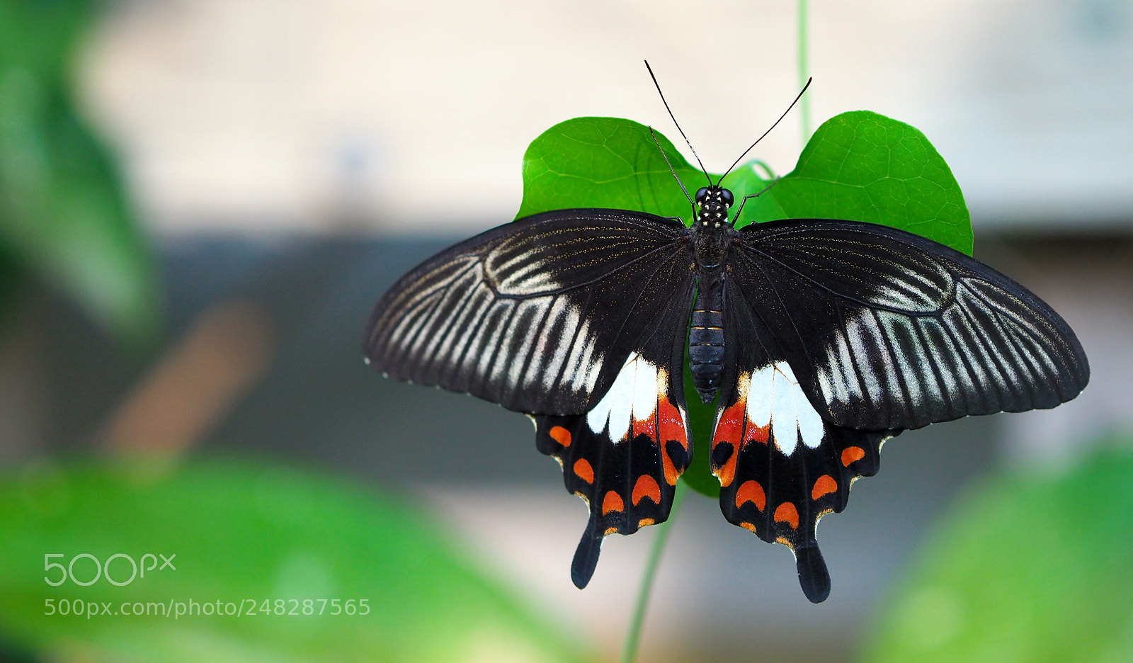 Olympus OM-D E-M1 Mark II sample photo. Intensely colorful photography