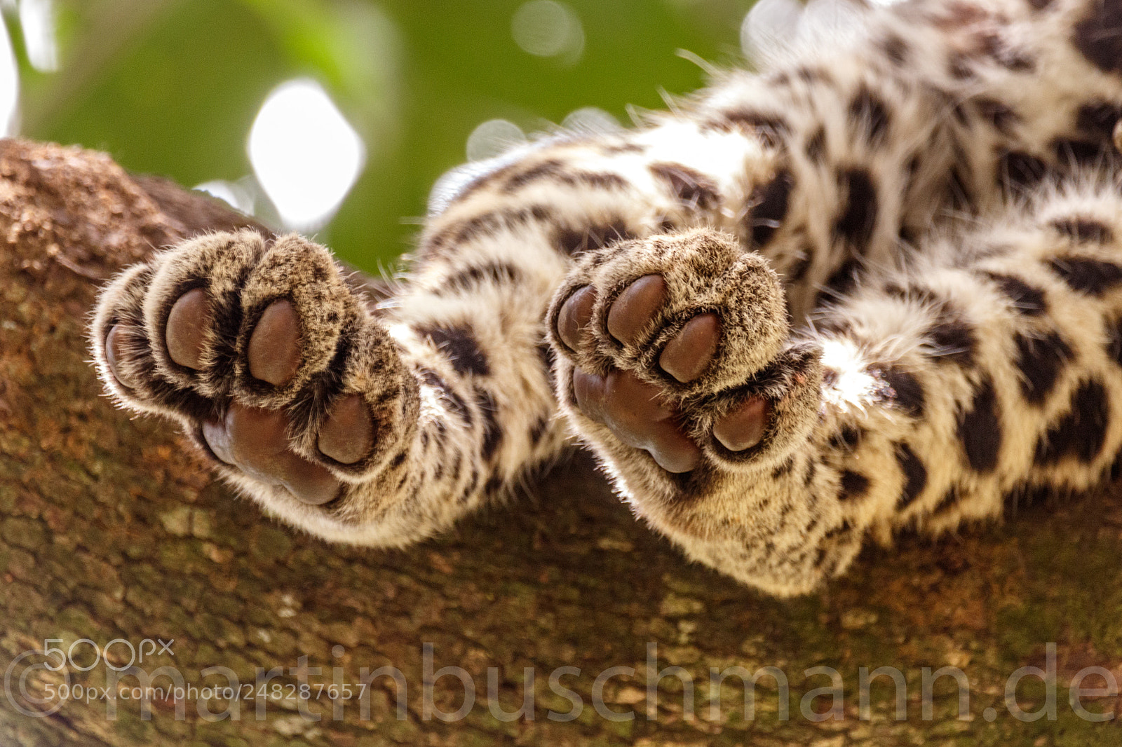 Canon EOS 7D Mark II sample photo. Leopards paws photography