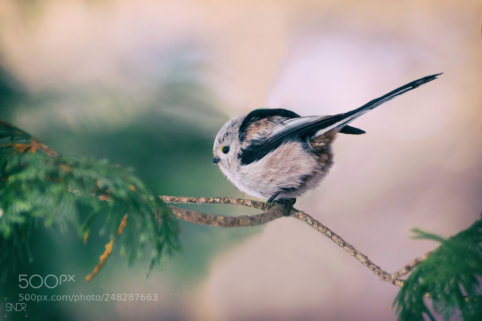 Sony SLT-A77 sample photo. Long-tailed tit photography