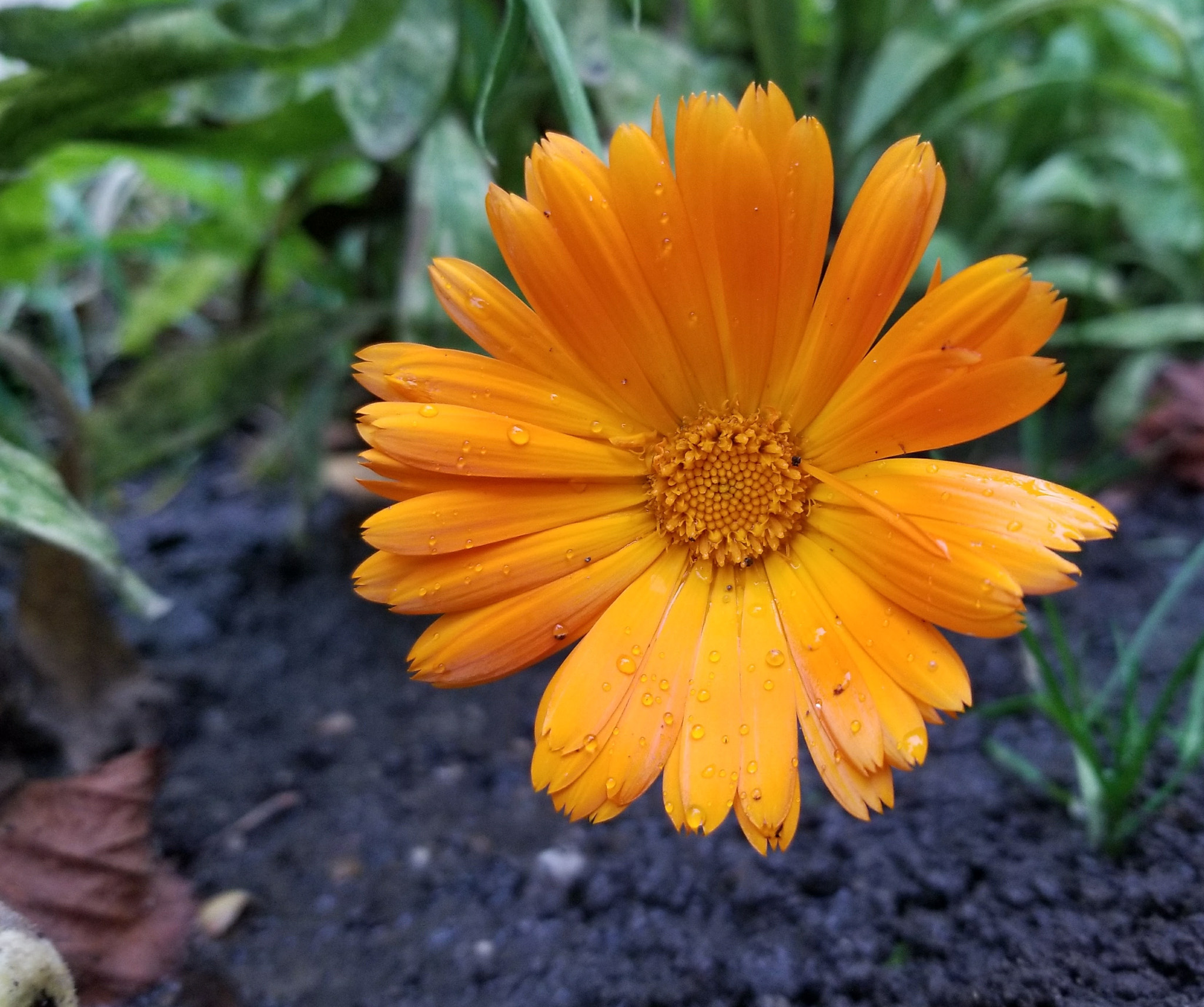 Samsung Galaxy S8 Active sample photo. Rain damage photography