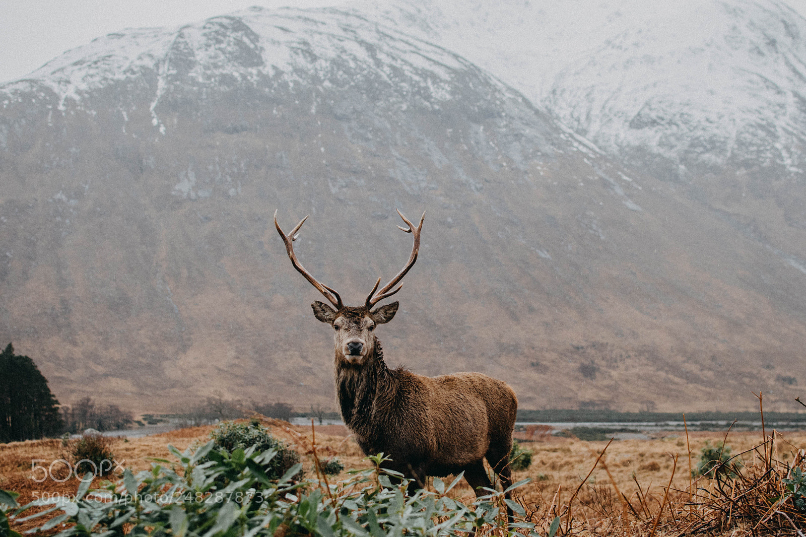 Nikon D810 sample photo. Highland beauty photography