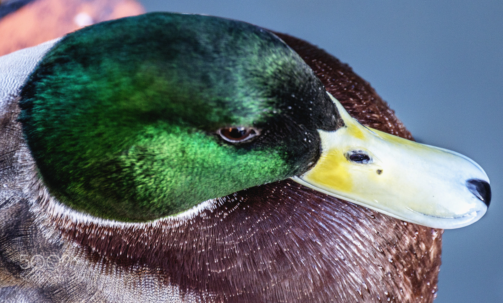 Canon EOS 750D (EOS Rebel T6i / EOS Kiss X8i) sample photo. Mallard head photography
