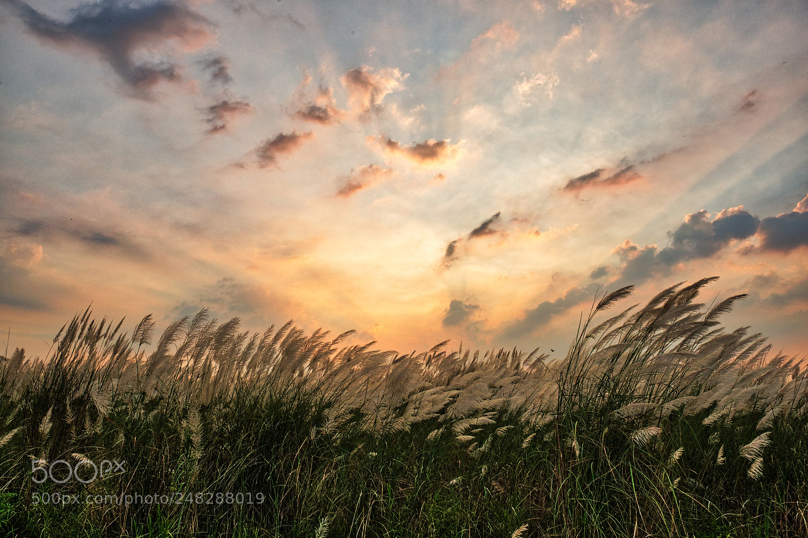 Fujifilm X-E2 sample photo. Silvergrass last autumn photography