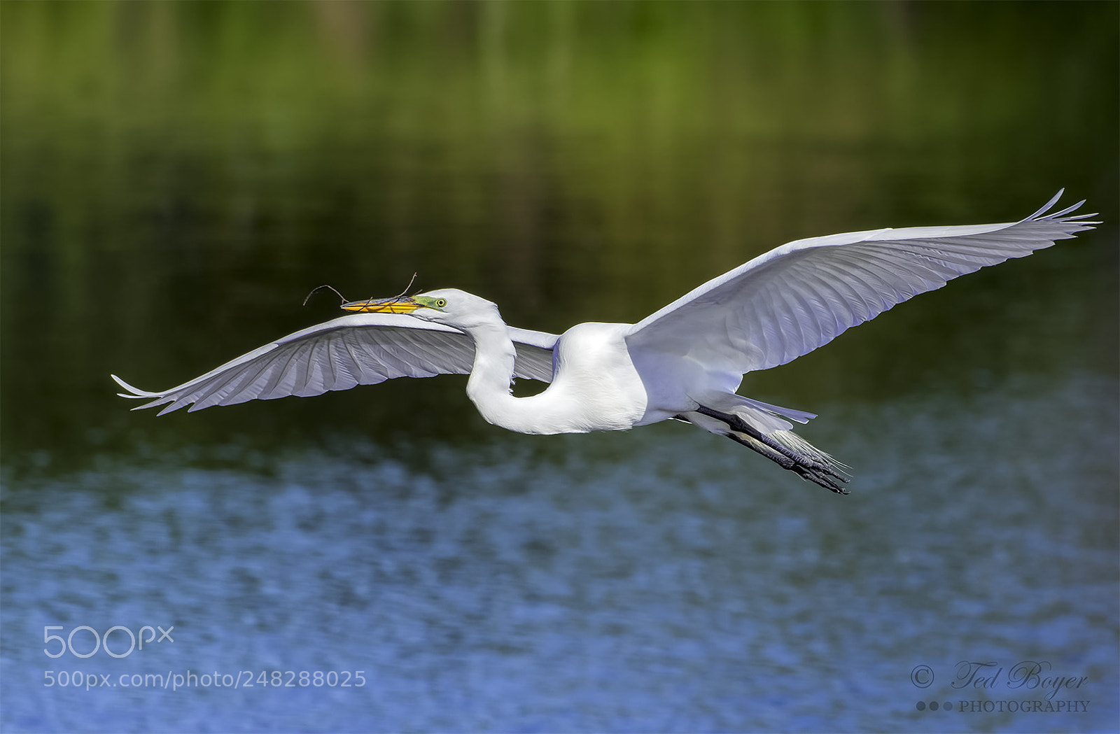 Nikon D500 sample photo. Great egret nesting material photography