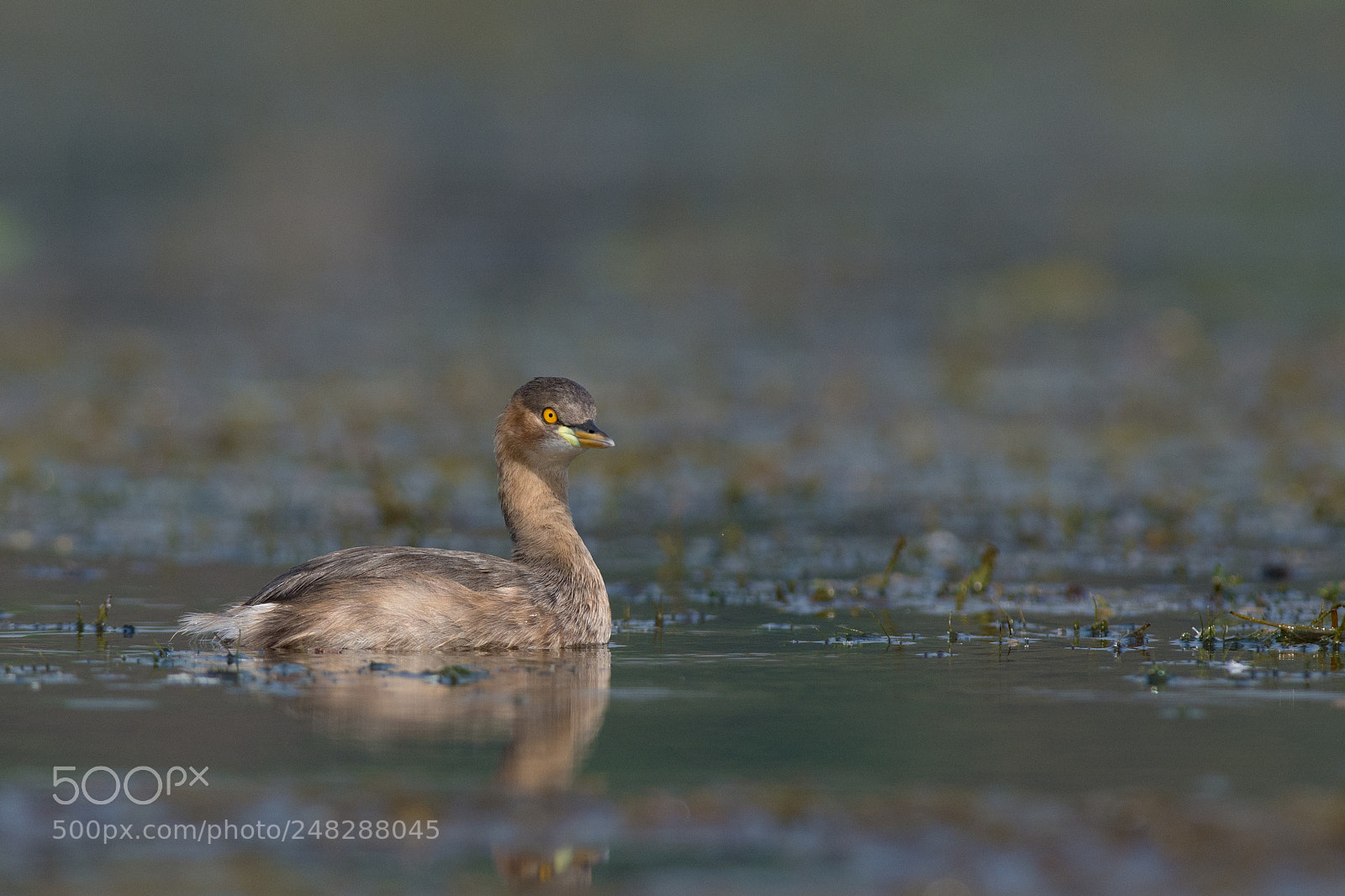 Nikon D7200 sample photo. Little grebe. photography