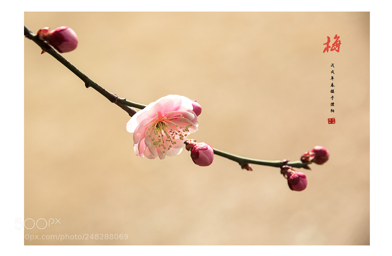 Canon EOS 60D sample photo. Untitled photography