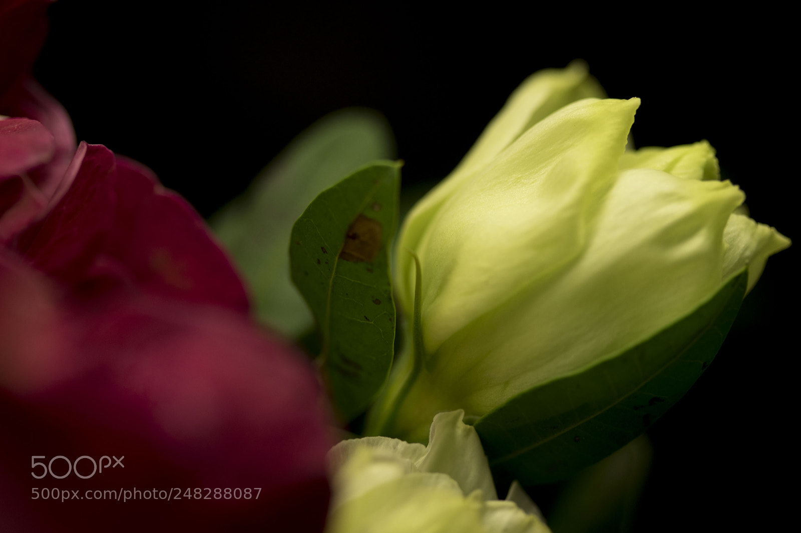 Canon EOS M5 sample photo. Untitled photography