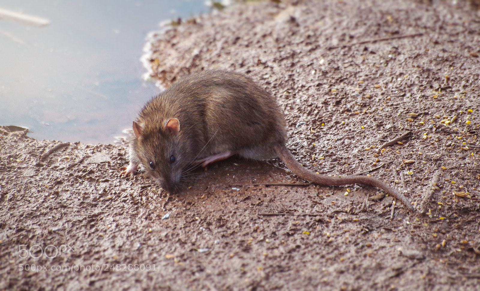 Pentax K-30 sample photo. Rat photography