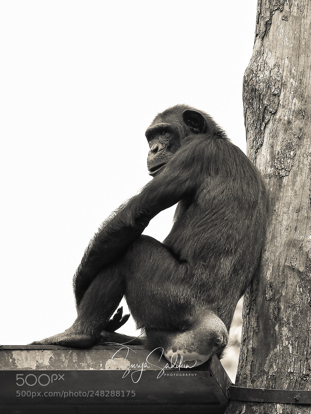 Nikon D500 sample photo. Daydreaming photography