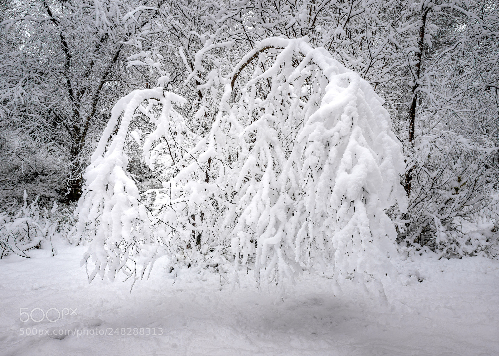 Canon EOS 6D Mark II sample photo. Snow photography