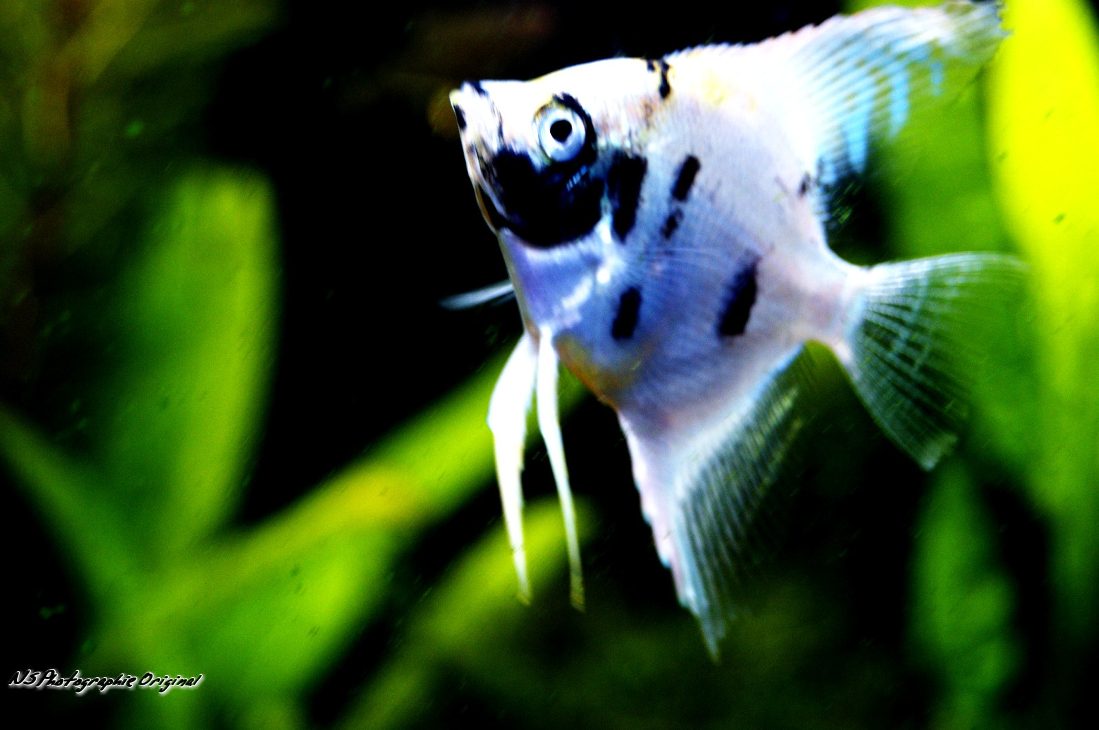 Sony Alpha DSLR-A380 sample photo. Aqua photography