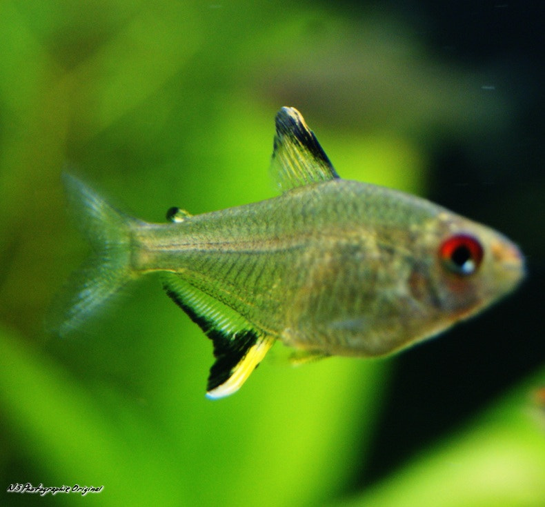 Sony Alpha DSLR-A380 sample photo. Aqua photography