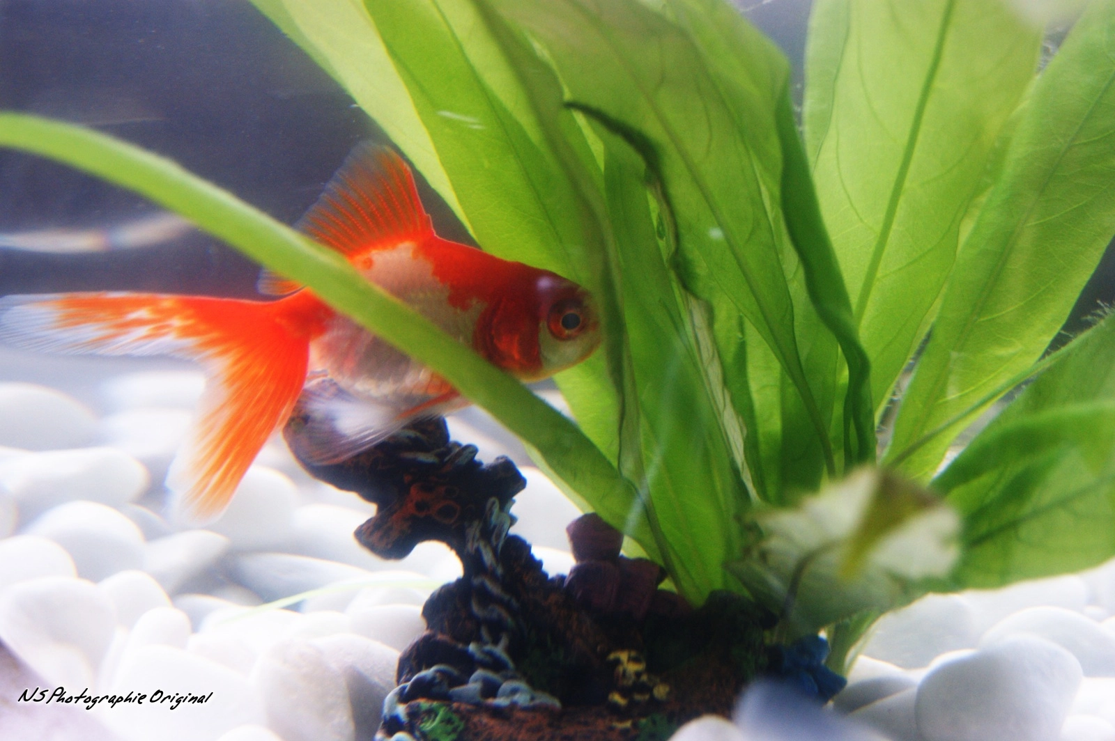 Sony Alpha DSLR-A380 sample photo. Aqua photography