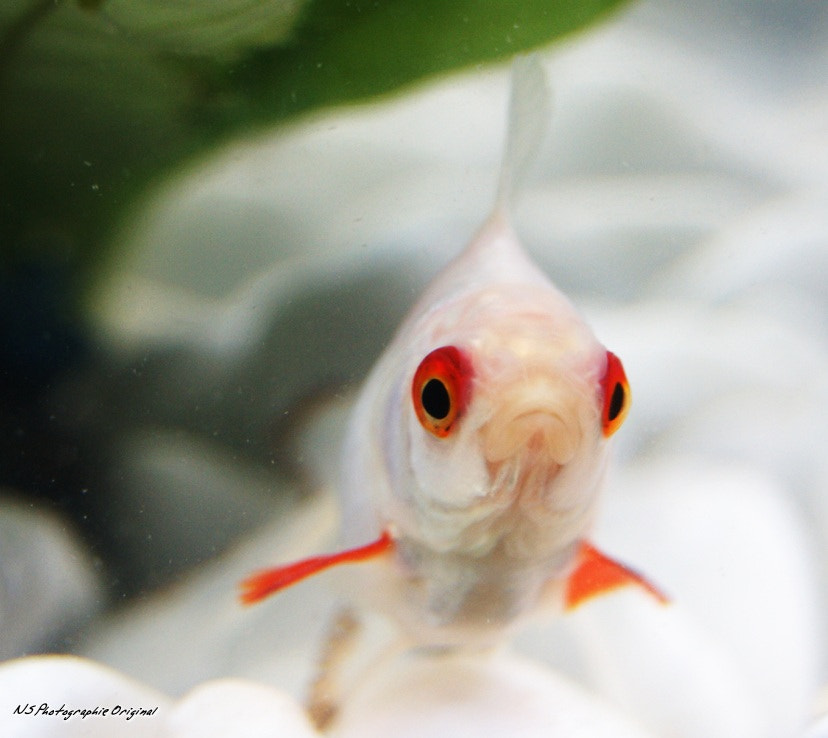 Sony Alpha DSLR-A380 sample photo. Aqua photography