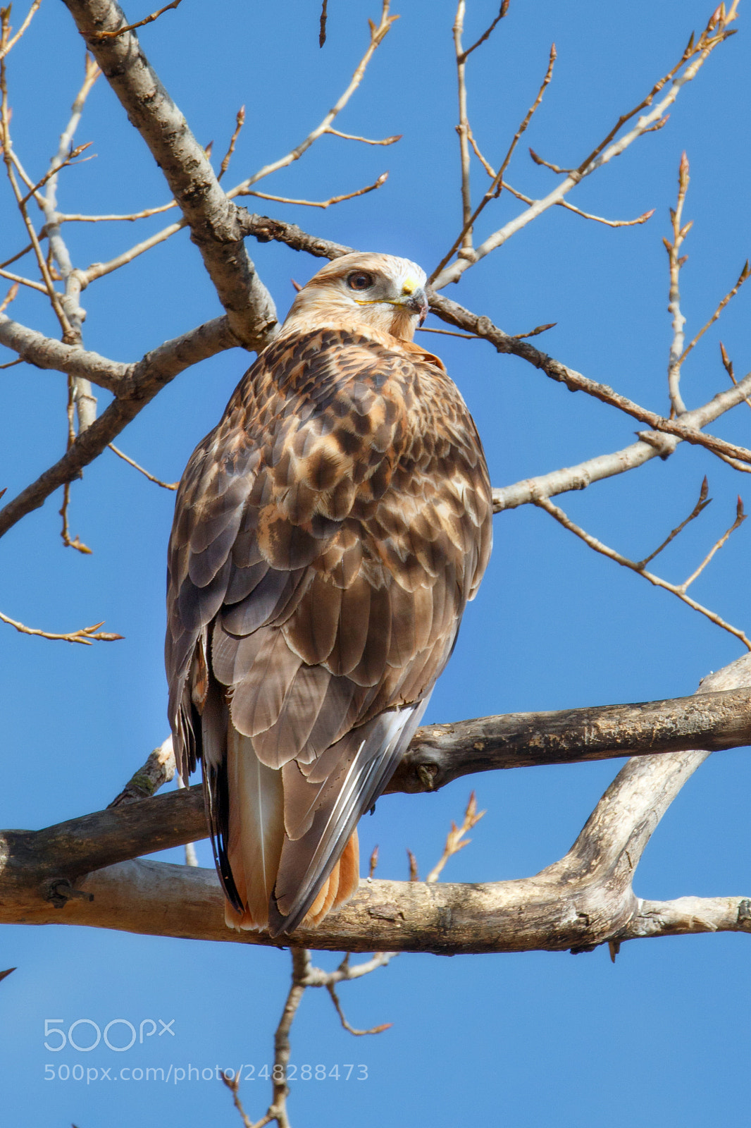 Canon EOS 650D (EOS Rebel T4i / EOS Kiss X6i) sample photo. Buteo rufinus ! photography