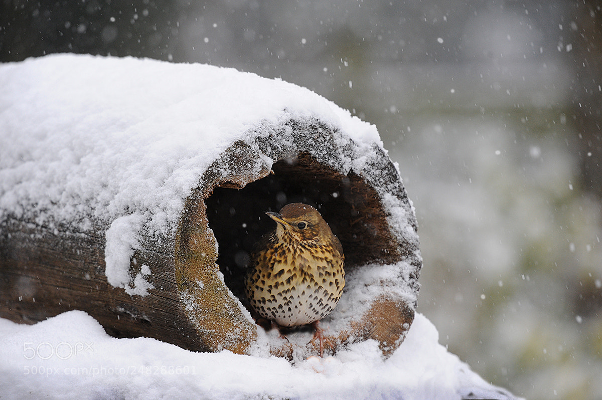 Nikon D700 sample photo. Mistle thrush taking shelter photography