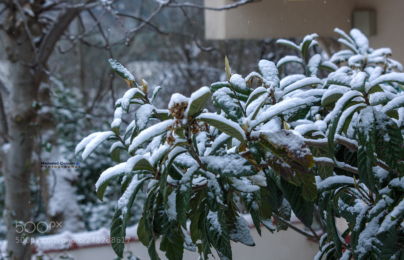 Pentax K-3 II sample photo. Snow photography