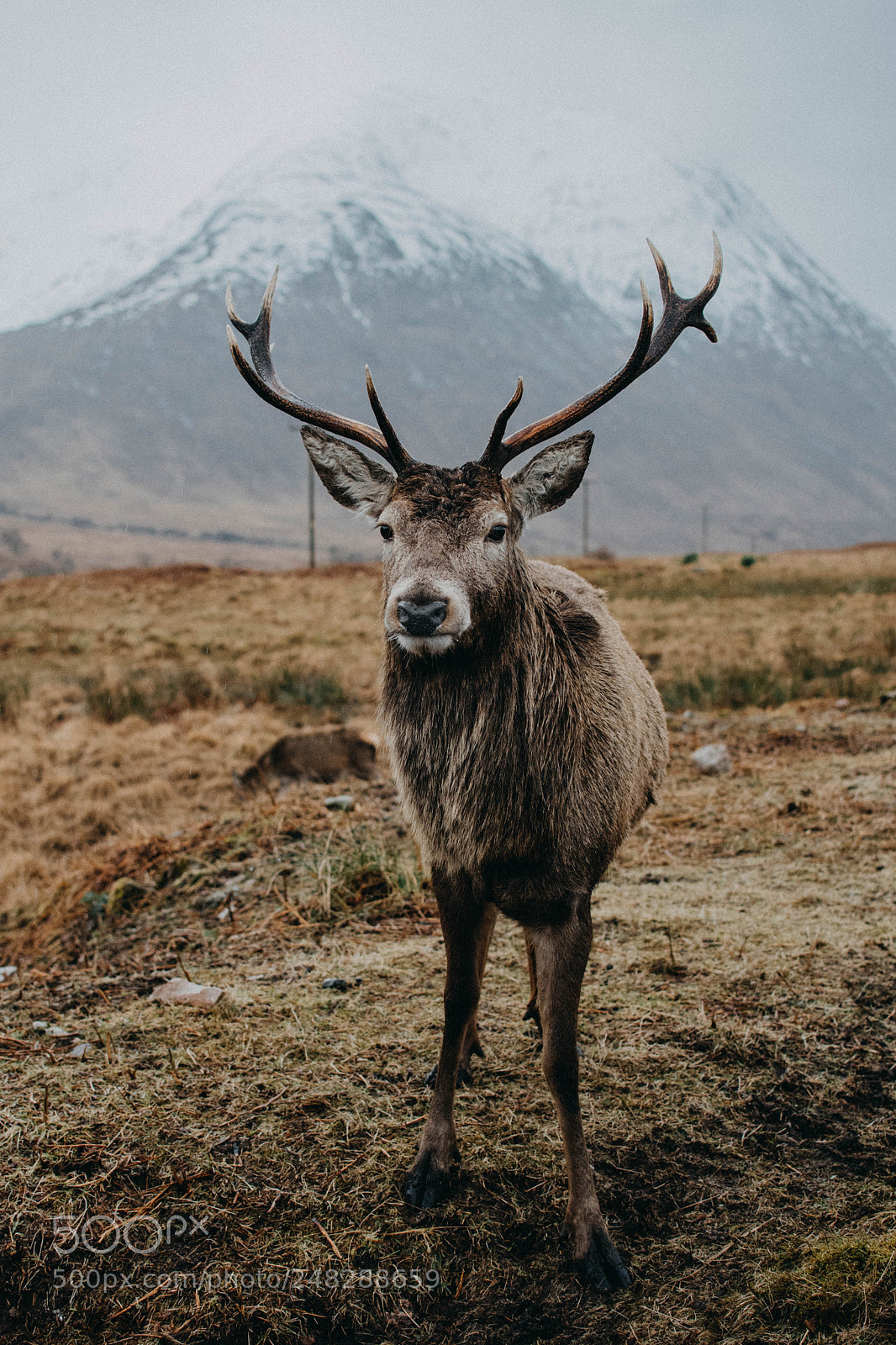 Nikon D810 sample photo. Inquisitive highland stag photography