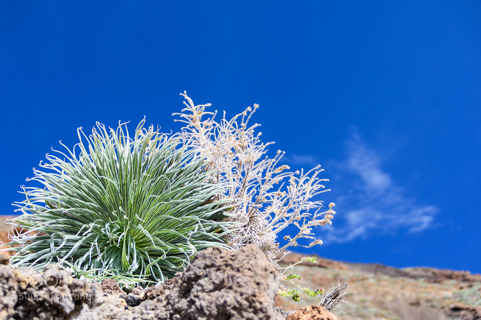 Nikon D7200 sample photo. Green and blue photography