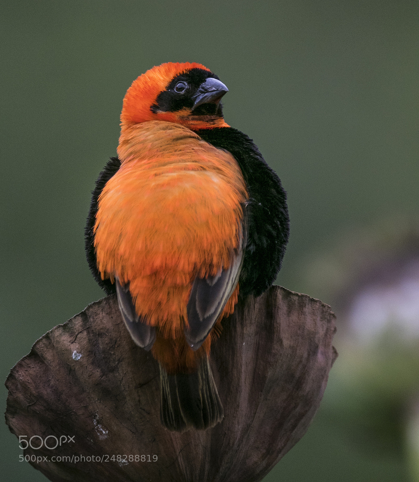Canon EOS 7D Mark II sample photo. Bishop up close photography