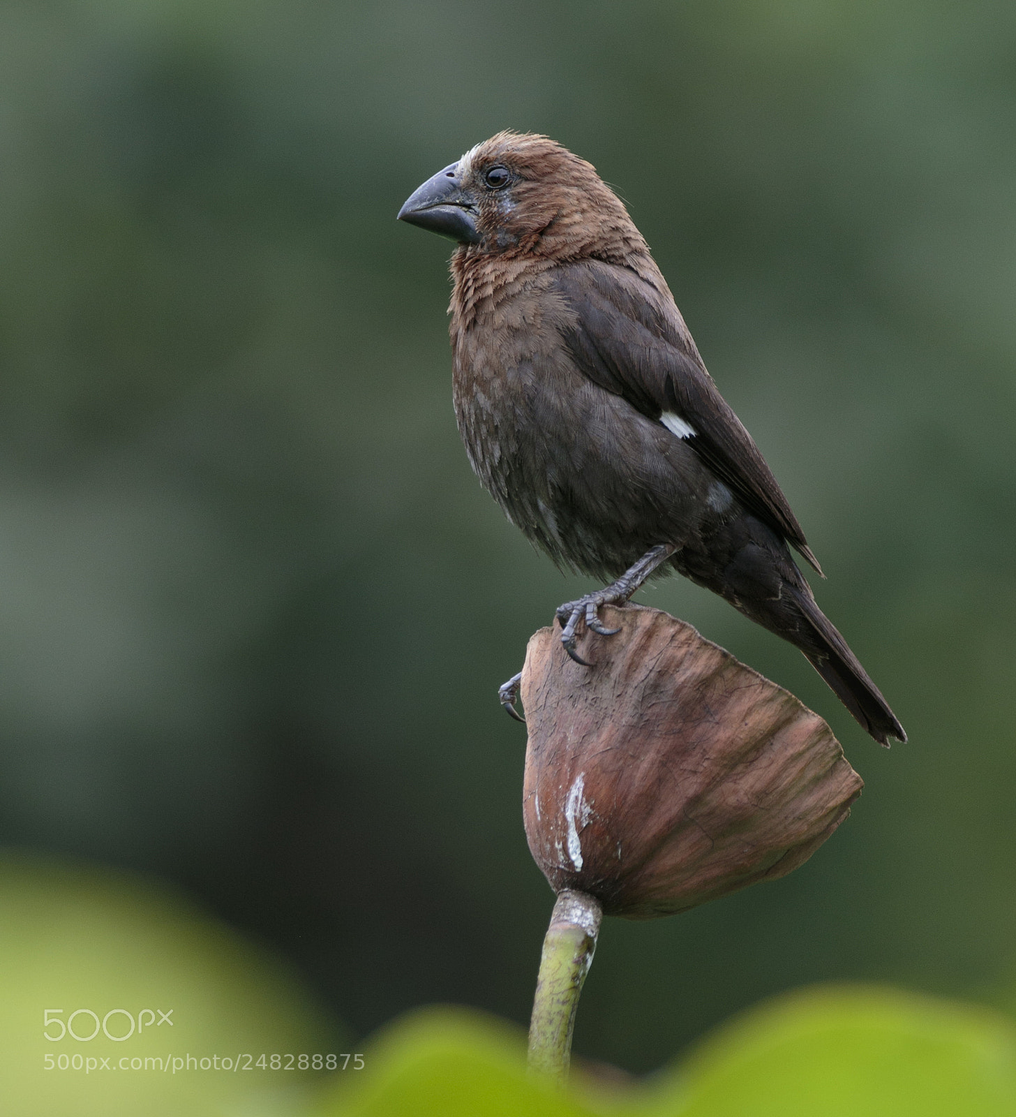 Canon EOS 7D Mark II sample photo. On alert photography