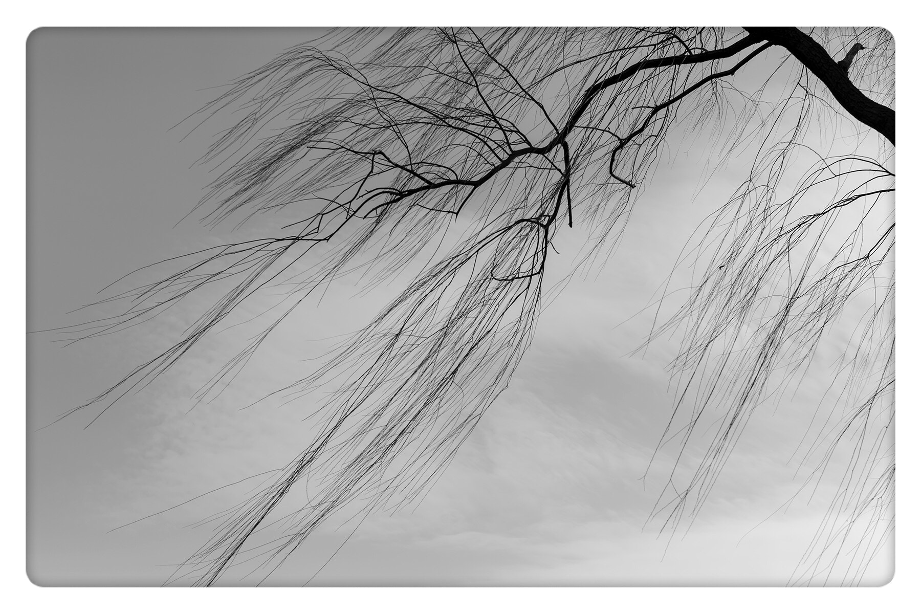 Leica M-Monochrom sample photo. 无题 photography