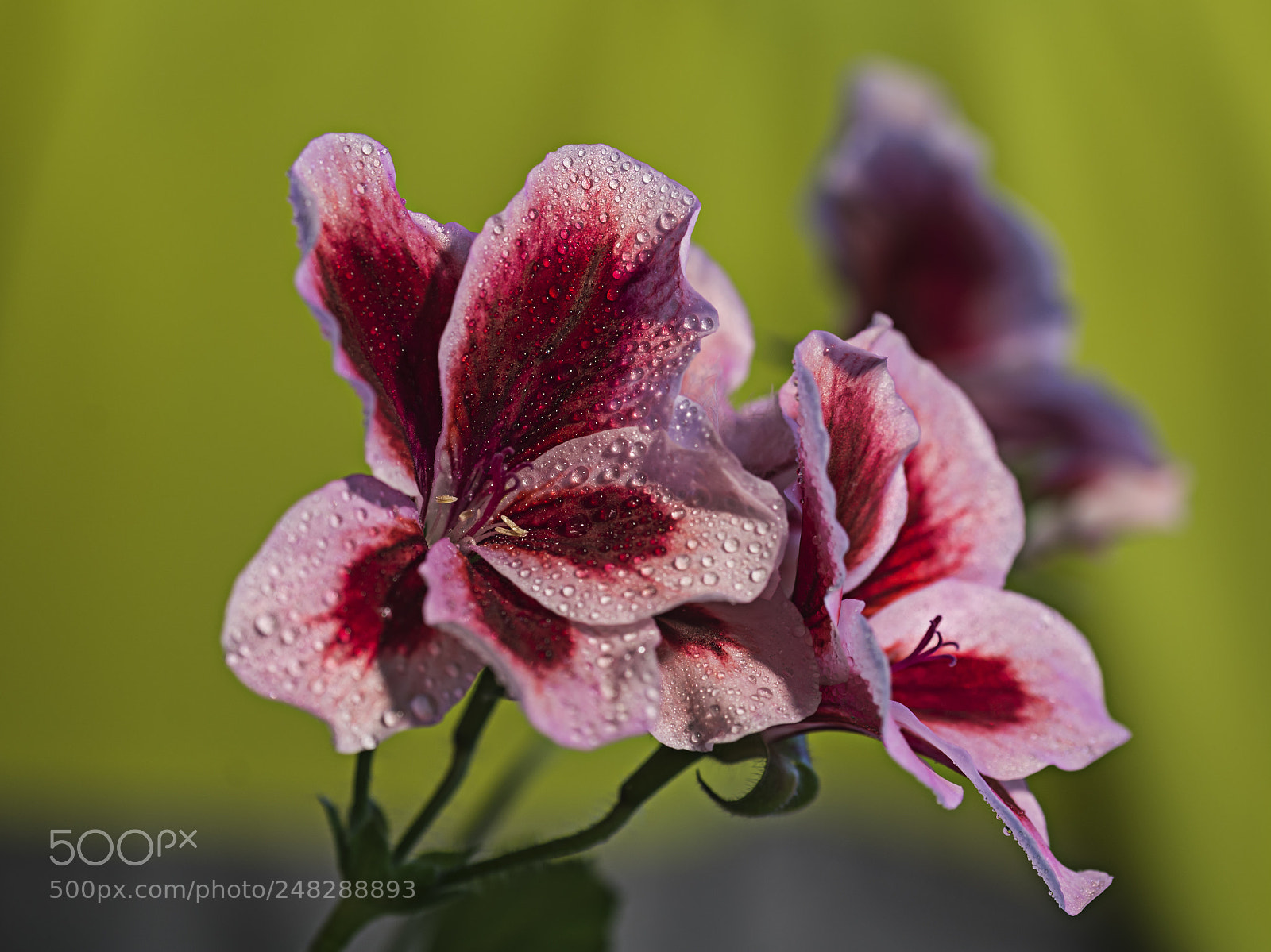 Nikon D7100 sample photo. Flowers photography