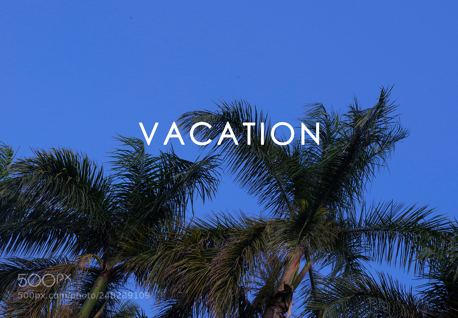 Pentax K-70 sample photo. Coconut palm photography