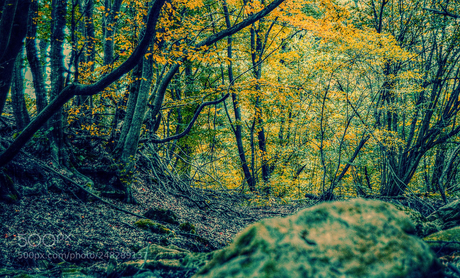 Nikon D3200 sample photo. Autumn feelings photography
