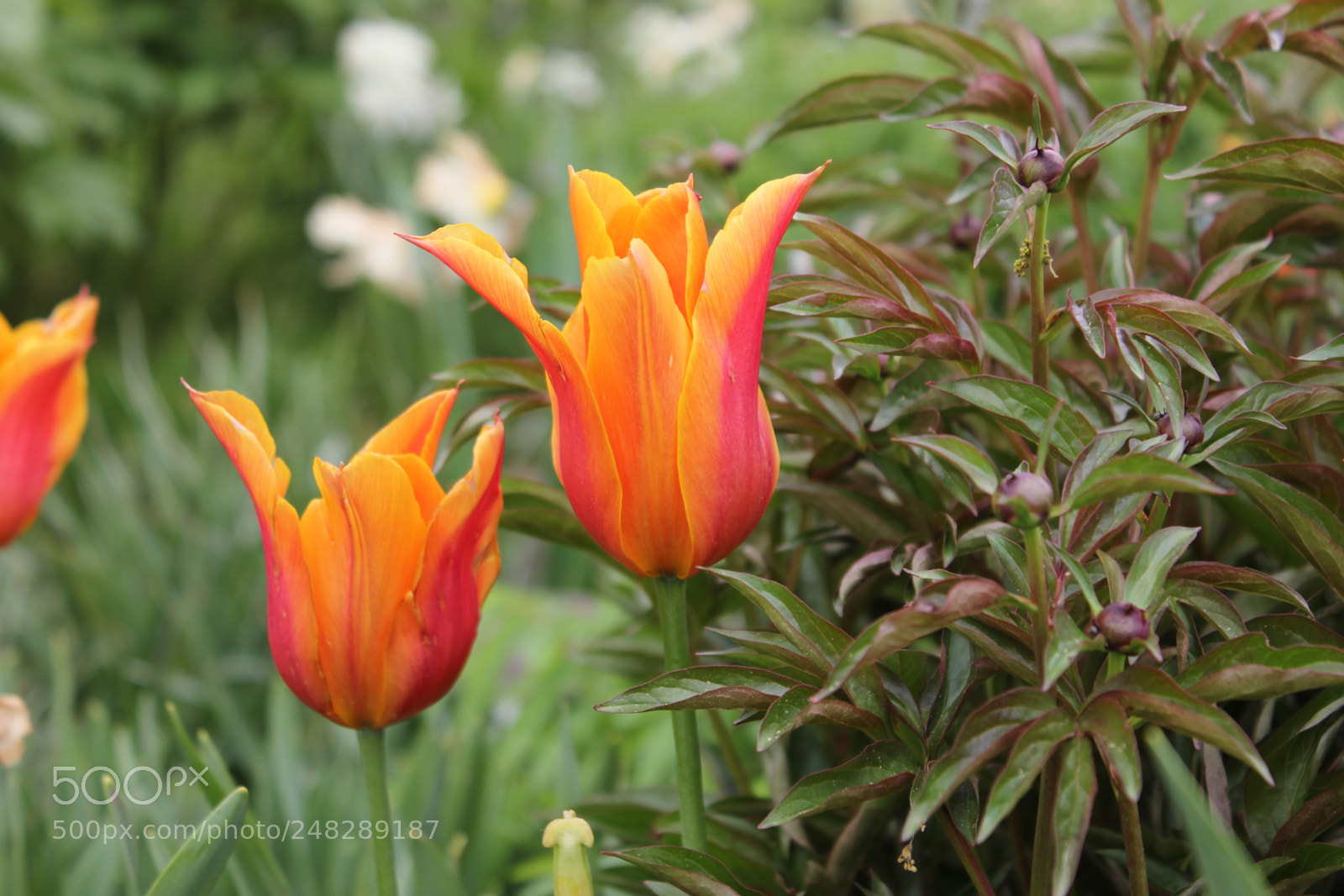 Canon EF-S 18-55mm F3.5-5.6 IS sample photo. Tulips edward's gardens, toronto photography
