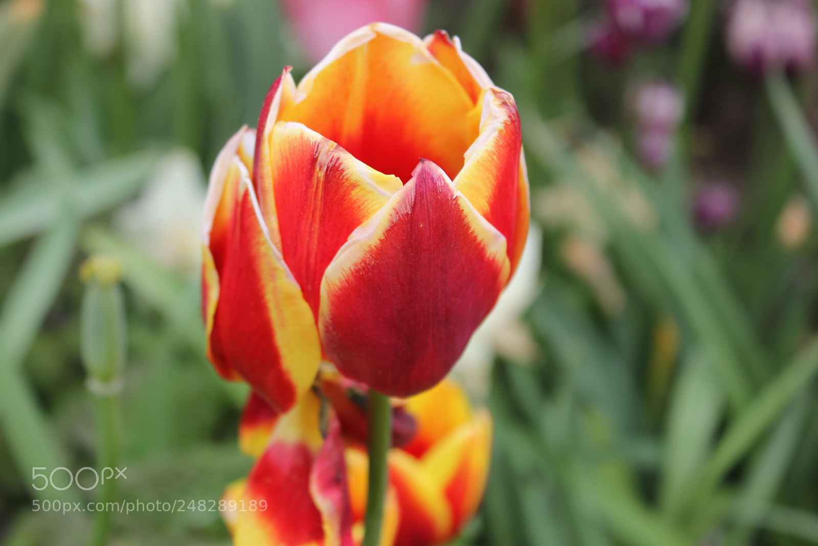Canon EF-S 18-55mm F3.5-5.6 IS sample photo. Tulips edward's gardens, toronto photography