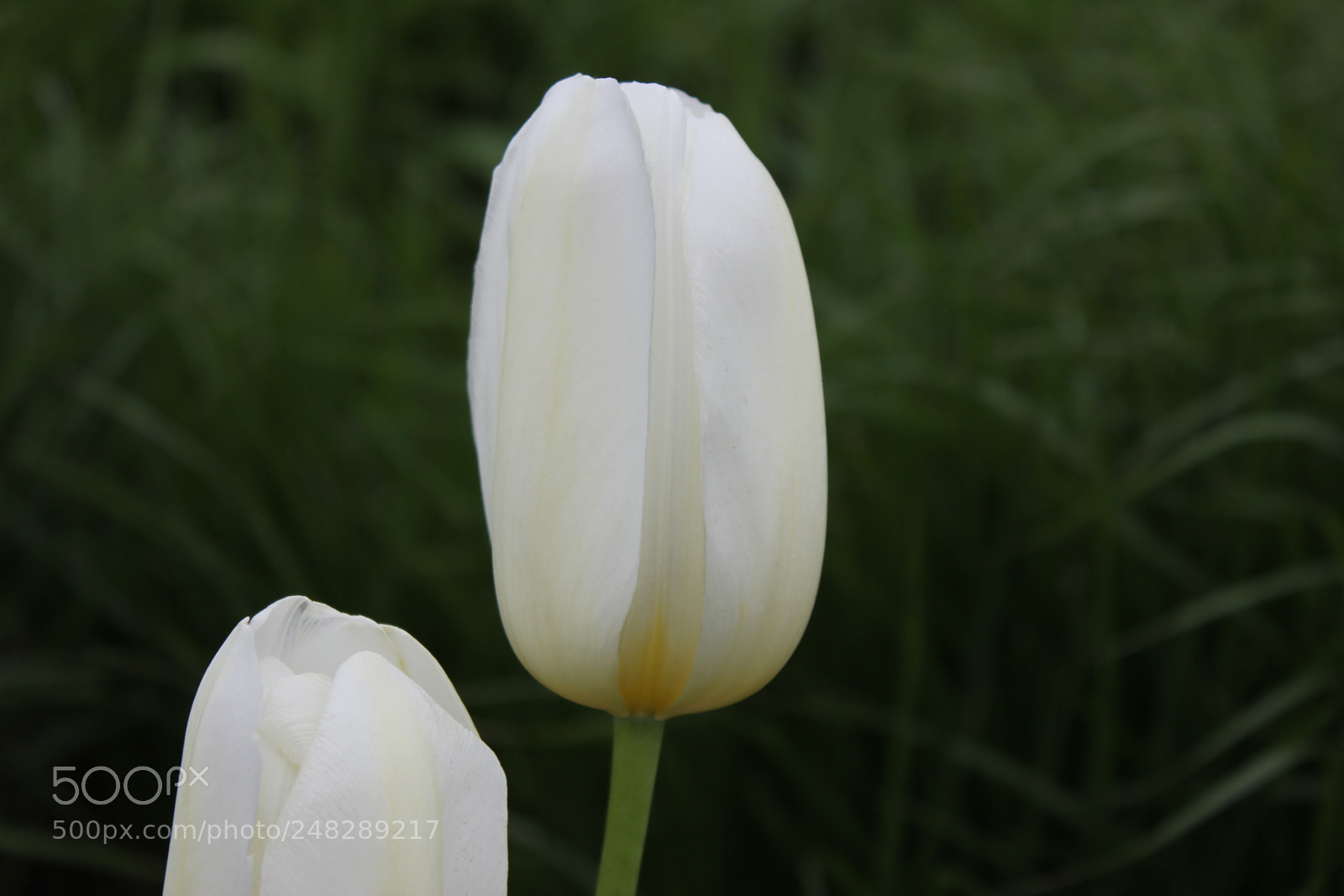 Canon EF-S 18-55mm F3.5-5.6 IS sample photo. Tulips edward's gardens, toronto photography