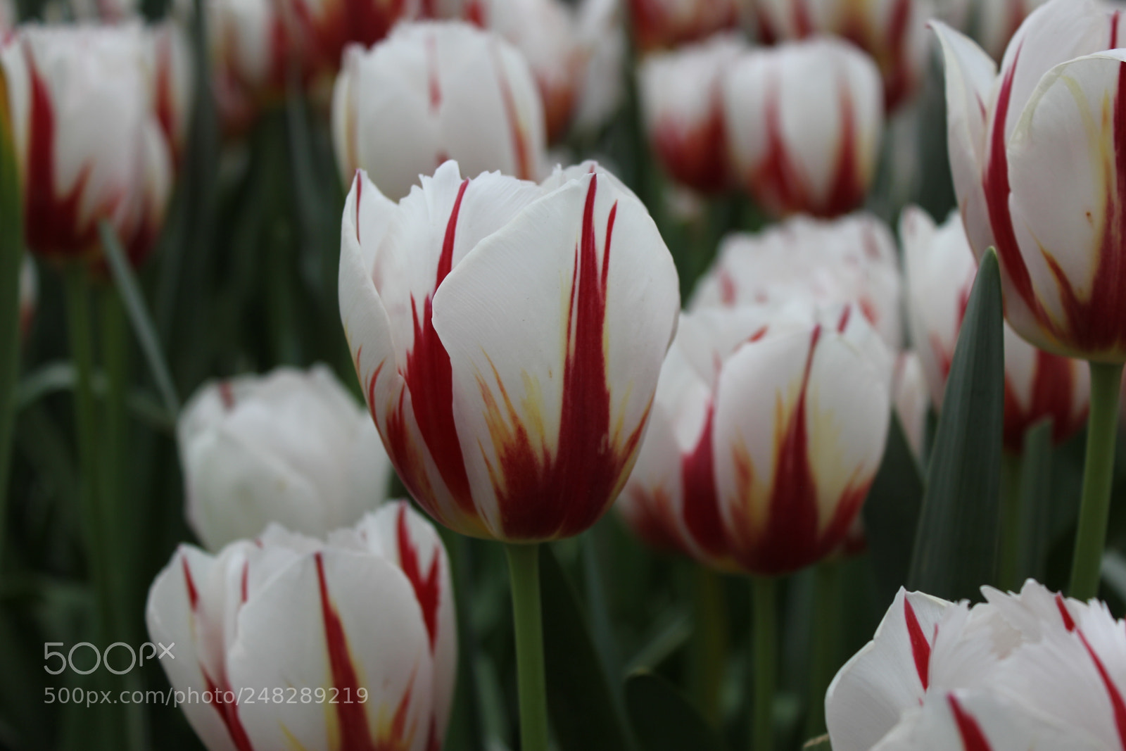 Canon EF-S 18-55mm F3.5-5.6 IS sample photo. Tulips edward's gardens, toronto photography