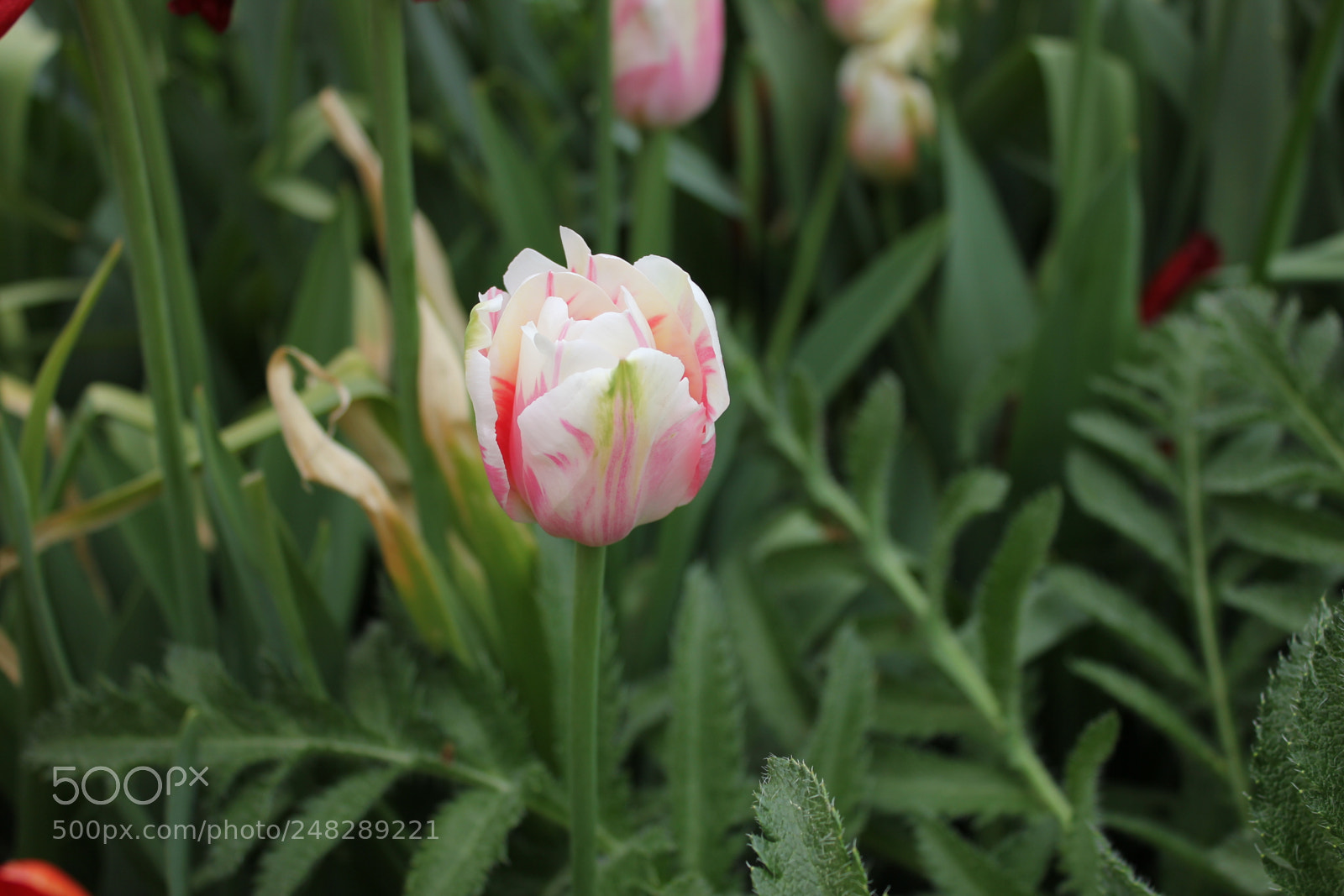 Canon EF-S 18-55mm F3.5-5.6 IS sample photo. Tulips edward's gardens, toronto photography