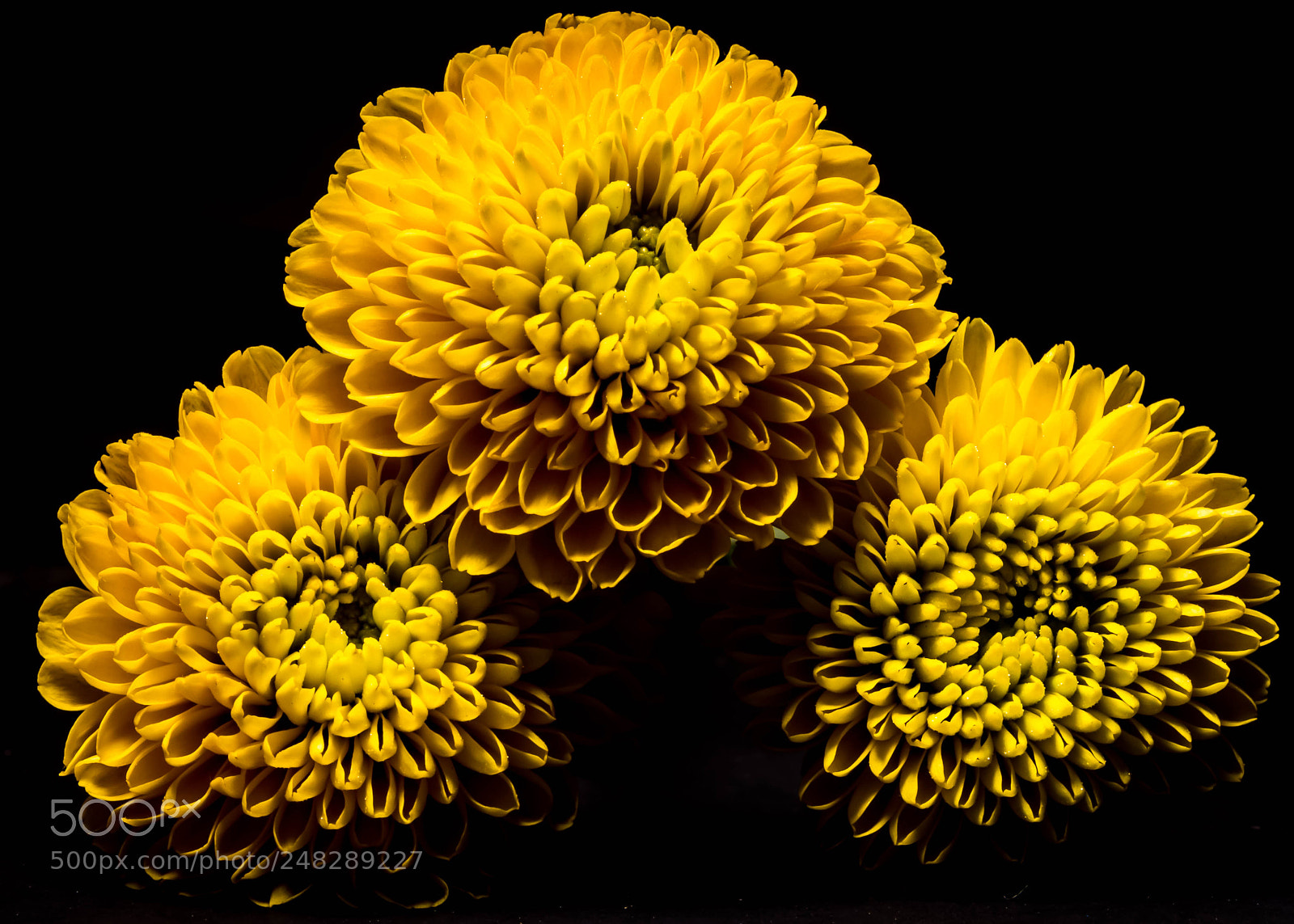 Canon EOS 600D (Rebel EOS T3i / EOS Kiss X5) sample photo. A trio of mums photography
