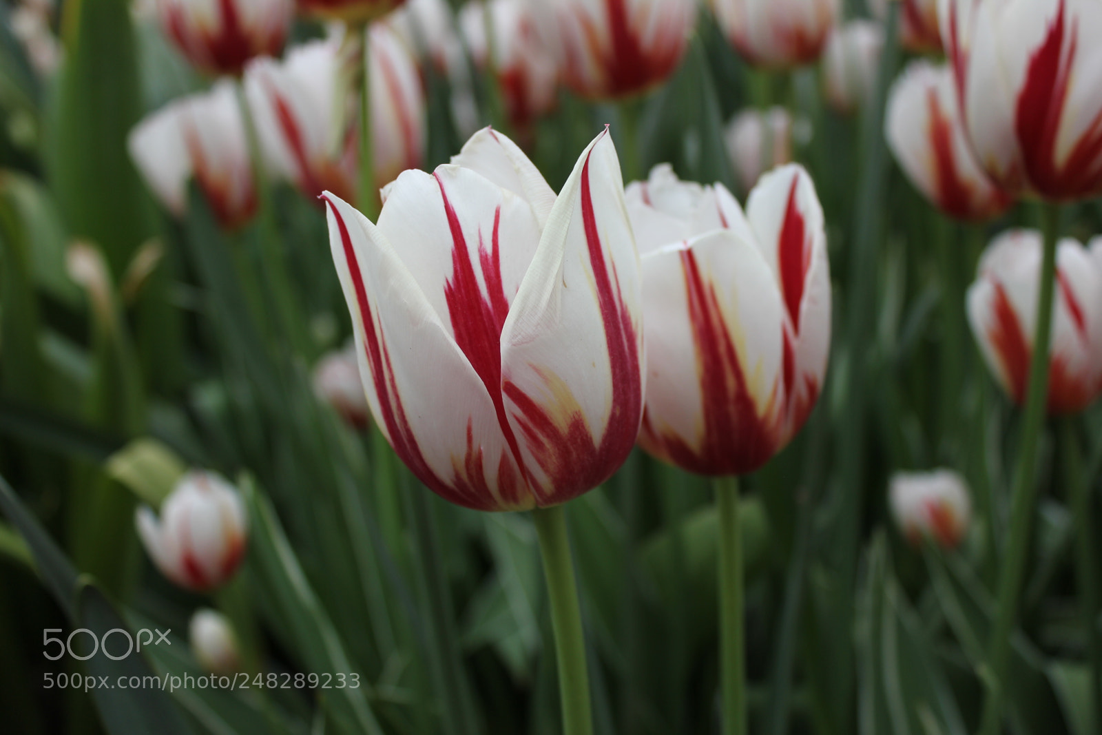 Canon EF-S 18-55mm F3.5-5.6 IS sample photo. Tulips edward's gardens, toronto photography