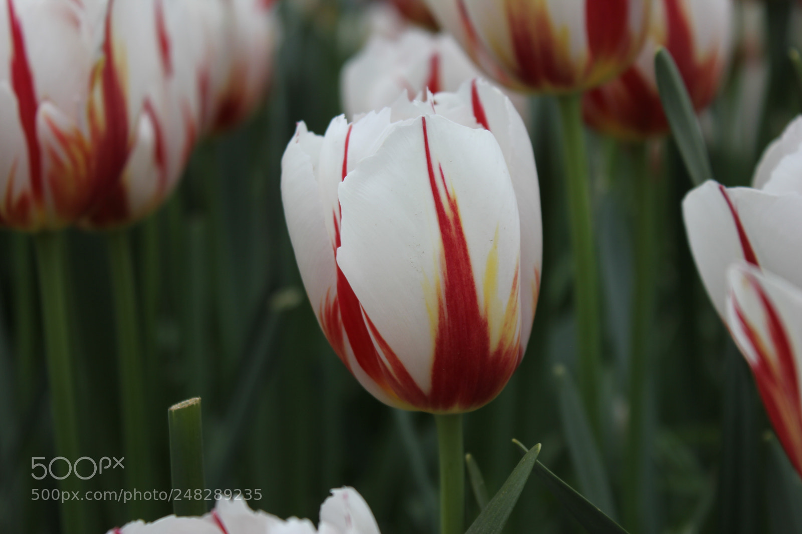 Canon EF-S 18-55mm F3.5-5.6 IS sample photo. Tulips edward's gardens, toronto photography