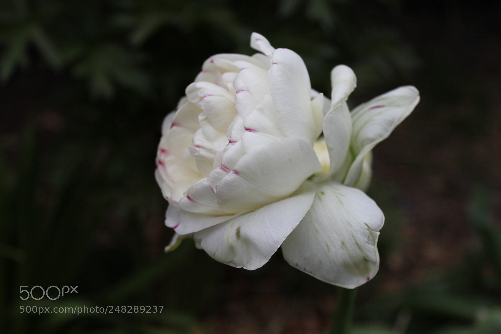 Canon EF-S 18-55mm F3.5-5.6 IS sample photo. Tulips edward's gardens, toronto photography